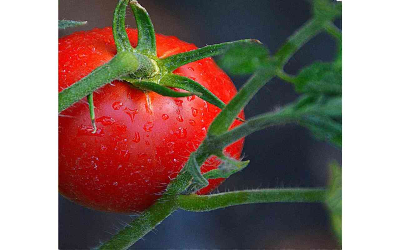Come piantare i pomodori